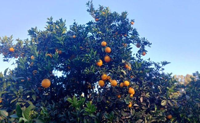 WhatsApp Image 2025-05-31 at 16.42.26 (2)