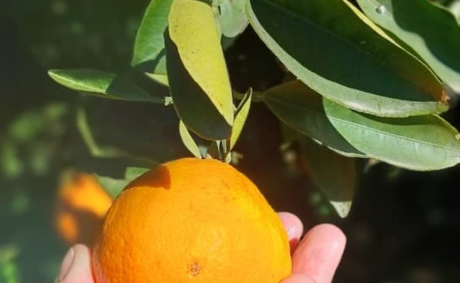 WhatsApp Image 2025-08-23 at 19.06.03 (1)